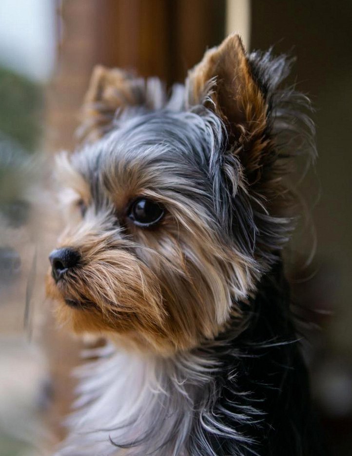 Yorkshire Terrier